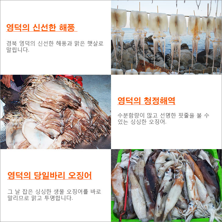 squid_08.jpg